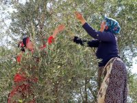 Halhalı Zeytin Sezonu Başladı