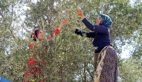 Halhalı Zeytin Sezonu Başladı