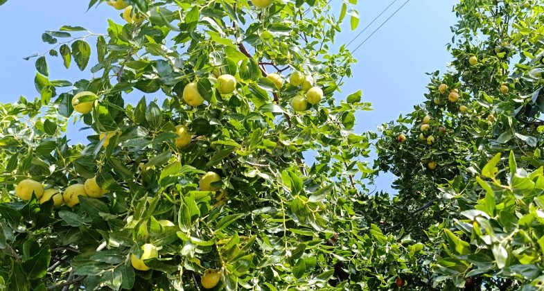 Sonbaharın Şifalı Bitkisi: Hünnap