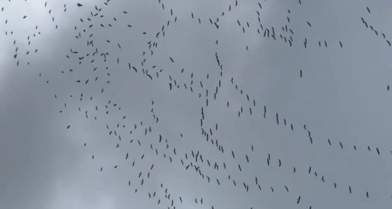 LEYLEKLERİN HATAY ÜZERİNDEN AFRİKA’YA GÖÇÜ SÜRÜYOR